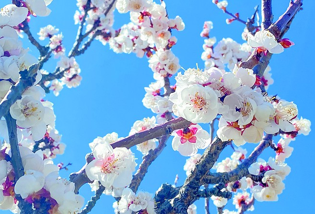 一花一叶皆风景，大连10个最美街角等你来打卡