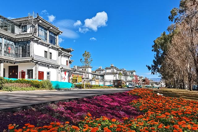 峥嵘十年｜守护大理洱海：当“水质风向标”海菜花连片绽放