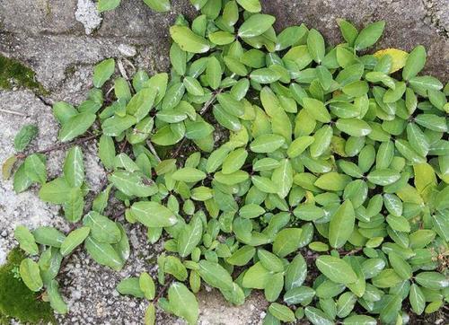 农村一种很常见的野果——“地枇杷”，是具有多用途的植物