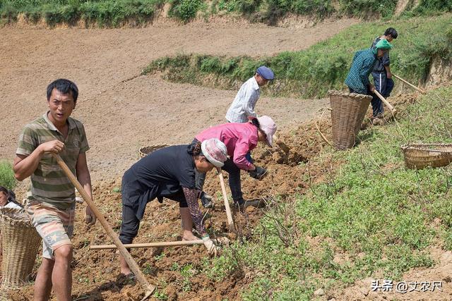 还能再种2年地？“集中耕种”下，土地归谁又该如何继承？早知晓