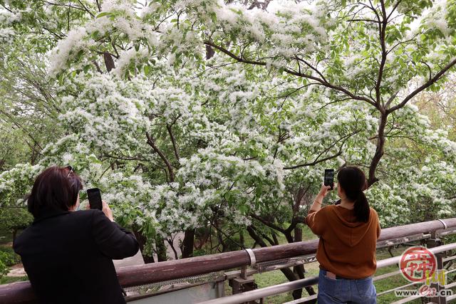 清雅流苏花 人间四月雪