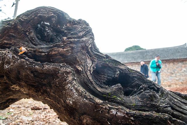 伏牛山奇石阵里石头村，房子全部用石块干垒，风雨相伴300多年