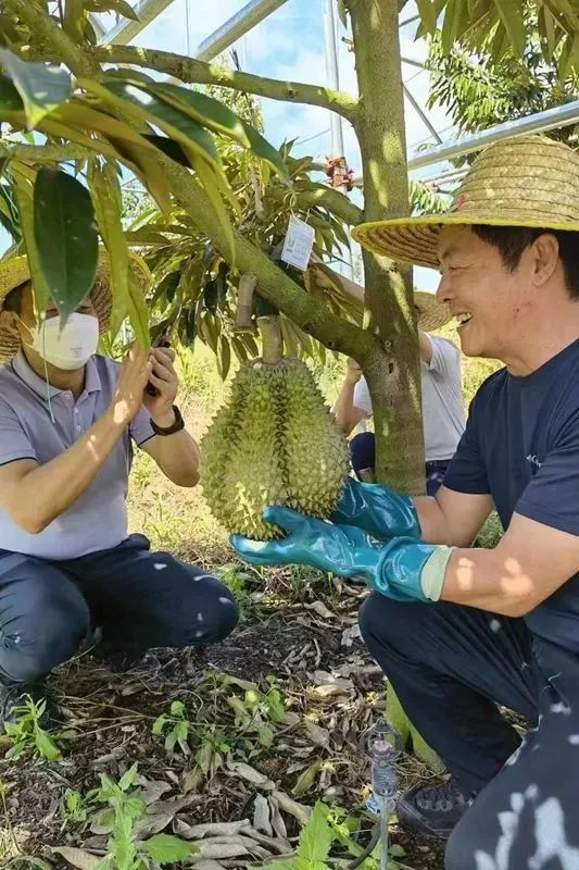 热搜！“五一”后或能实现“榴莲自由”！4年前引进今年挂果！网友直呼“10元3斤不远了”……