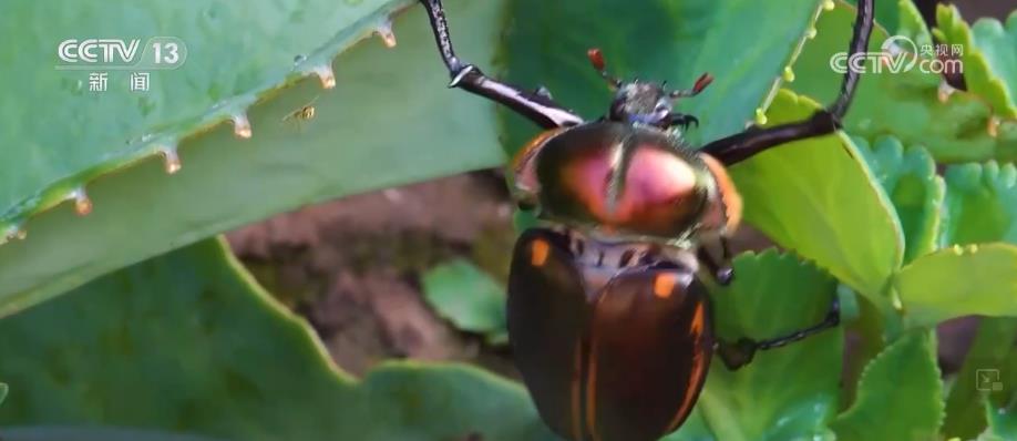 完整纬度、梯度 我国已建立全国生物多样性监测网络