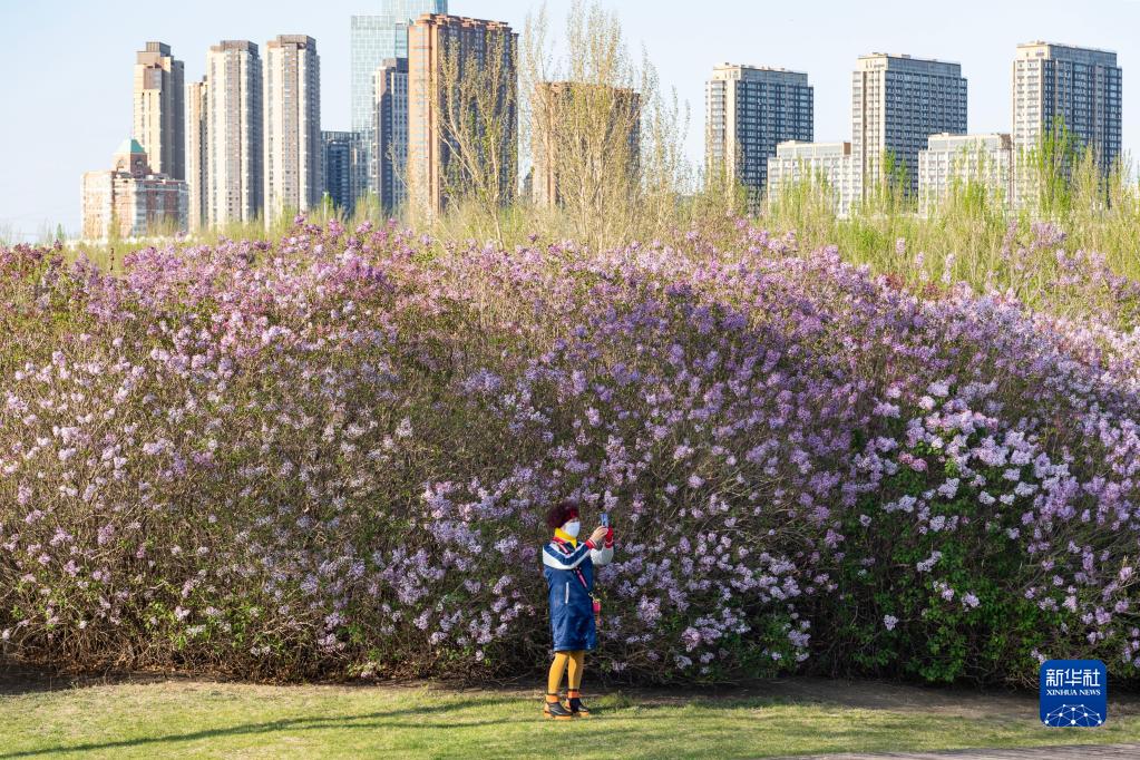 哈尔滨：丁香花开