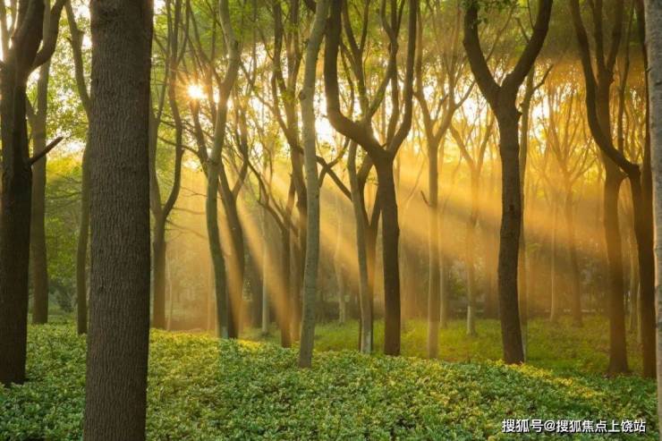 东滩花园(欢迎您)东滩花园首页网站丨上海崇明东滩花园-东滩花园2023楼盘详情