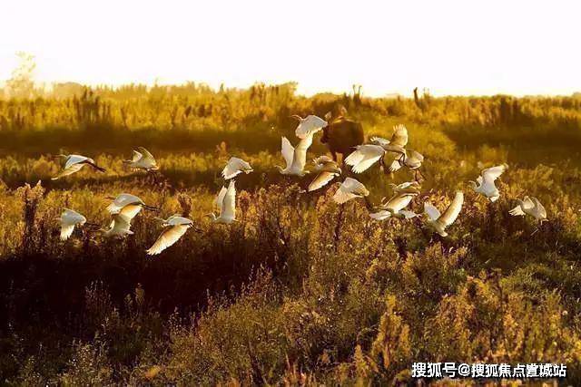 上实和风院(上实和风院)丨上海崇明上实和风院欢迎您 丨上实和风院楼盘详情