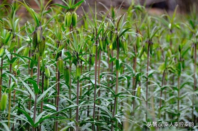 看中国，来宝鸡