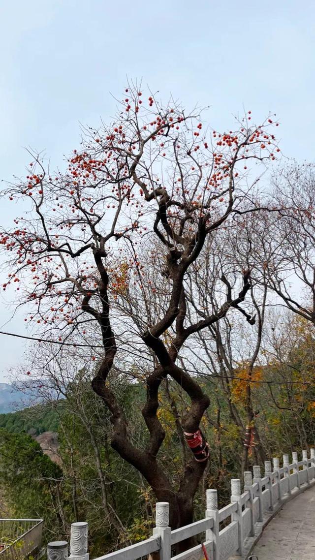 初冬探访济南千年古刹—义净寺