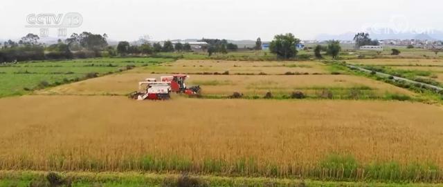 “双季稻+冬小麦”种植模式 提高土地利用率 提升粮食产能