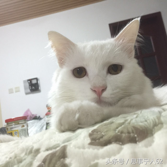 养猫爱猫（6）：阉割之痛