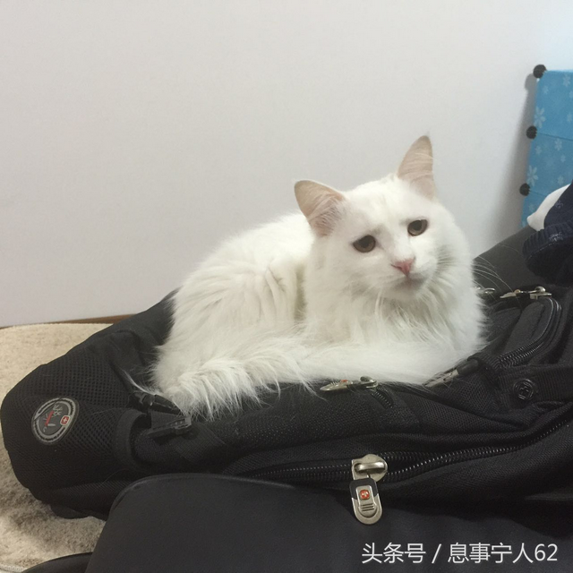 养猫爱猫（6）：阉割之痛