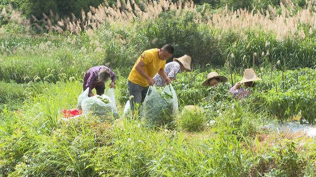 “新农人”欧易长：在海拔1600米的深山续写与村民的致富故事