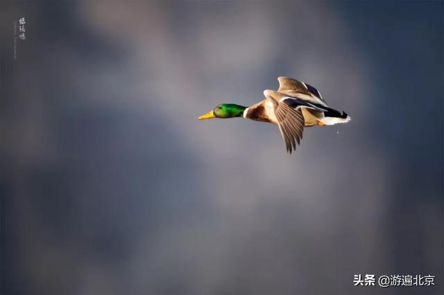 冬天的房山十渡：依然是京郊旅游胜地，是野生动物的乐园