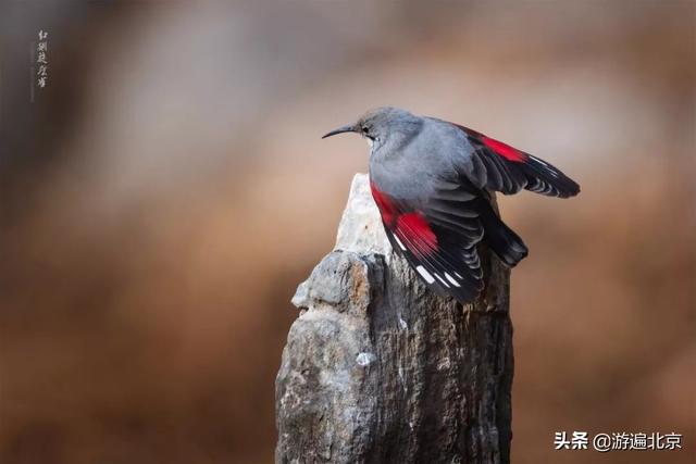 冬天的房山十渡：依然是京郊旅游胜地，是野生动物的乐园