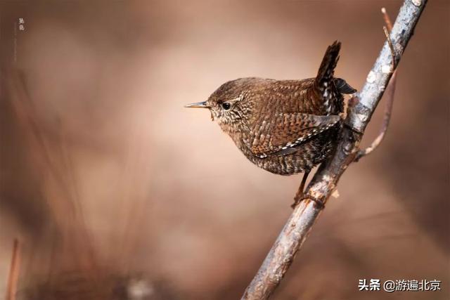 冬天的房山十渡：依然是京郊旅游胜地，是野生动物的乐园