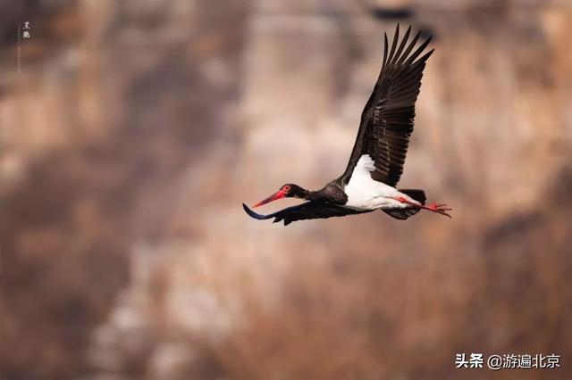 冬天的房山十渡：依然是京郊旅游胜地，是野生动物的乐园