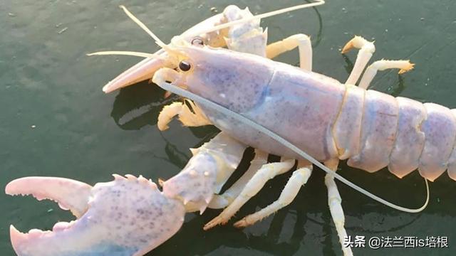 海鲜餐厅发现橙色龙虾，居然是活的！难道熟龙虾“成精”复活了？