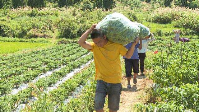 “新农人”欧易长：在海拔1600米的深山续写与村民的致富故事