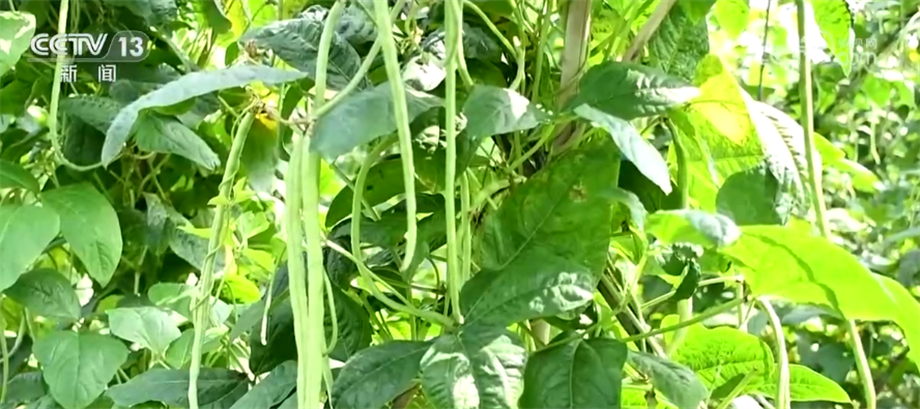 小满节气将至 夏收夏种农事忙