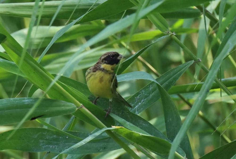 北京成为世界生物多样性最丰富的大都市之一