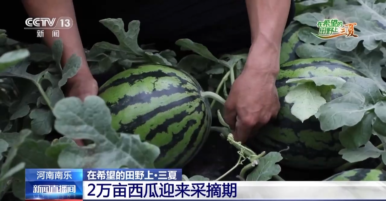 小麦待收+鲜果上市 各地夏收夏种夏管火热进行中