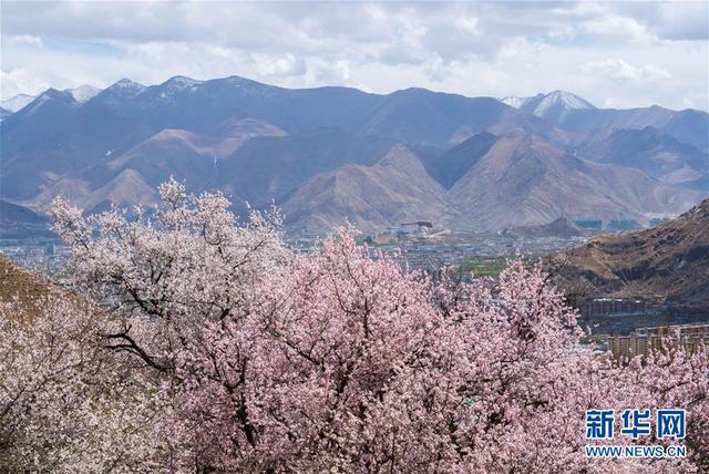 拉萨：山寺桃花始盛开