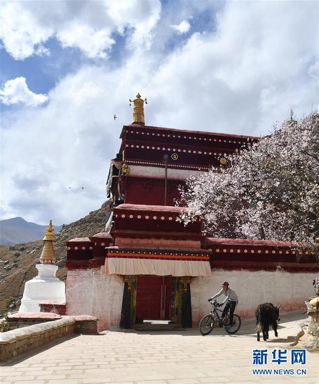 拉萨：山寺桃花始盛开