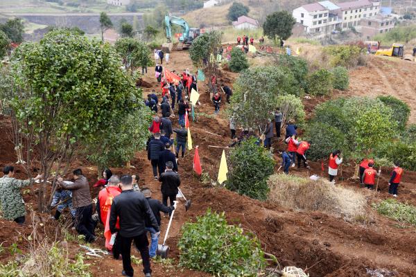 为宝庆大地再添新绿｜曹普华、鞠晓阳等市级领导义务植树