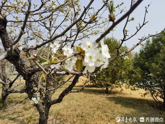 梨花开春带雨