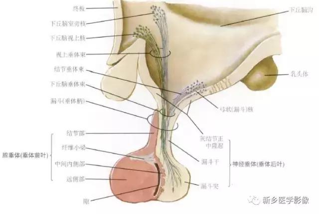 垂体为什么会增大？你能考虑到这7种疾病吗？