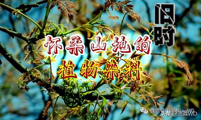 怀柔山地的植物染料——乌叶