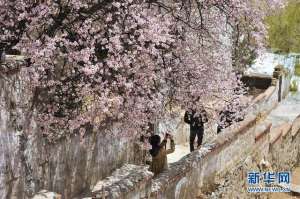 山寺桃花始盛开(山寺桃花始盛开是哪个寺)