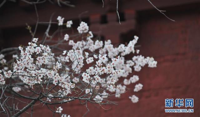 拉萨：山寺桃花始盛开