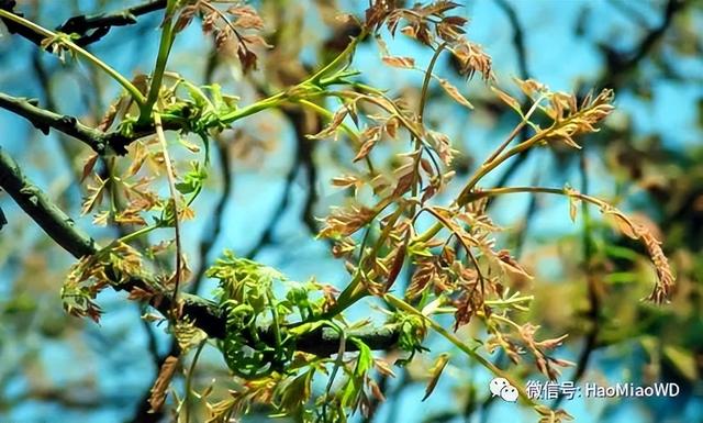 怀柔山地的植物染料——乌叶