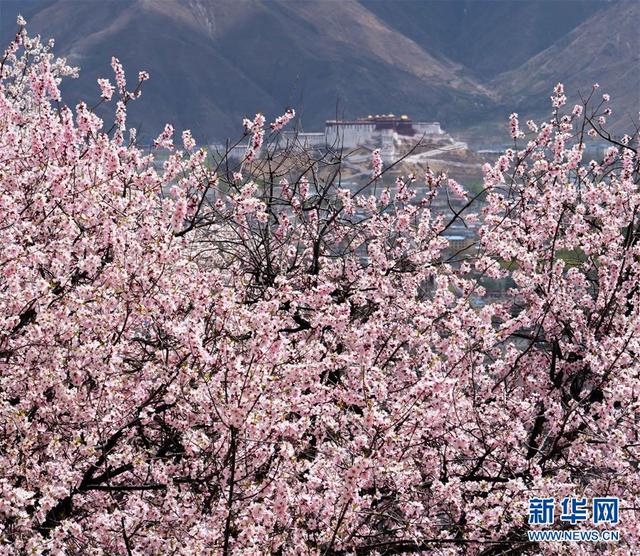 拉萨：山寺桃花始盛开