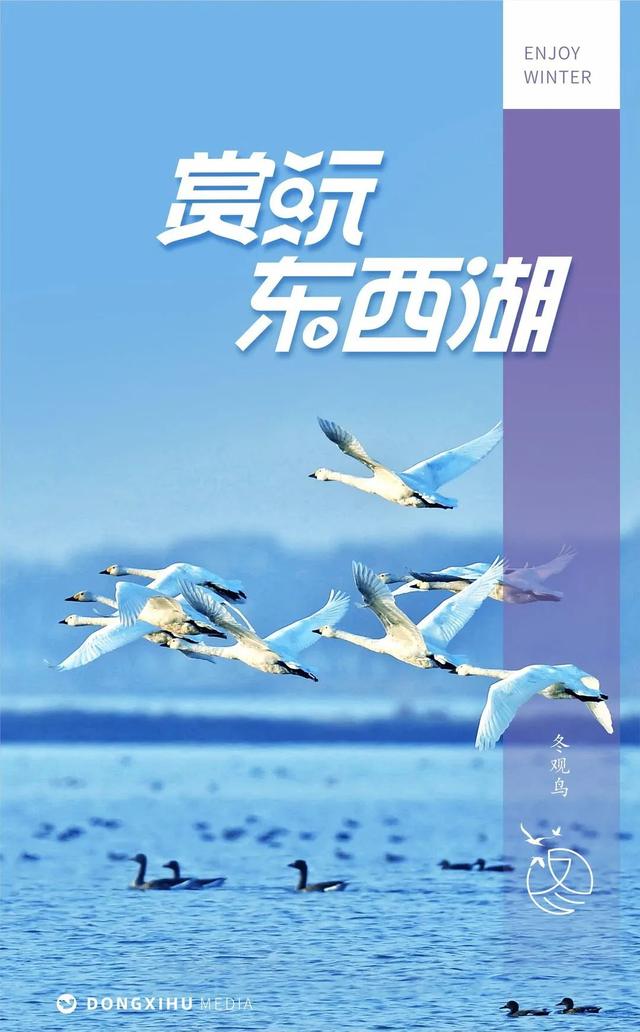 藏不住了！东西湖天鹅湖！