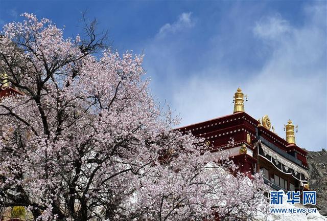 拉萨：山寺桃花始盛开