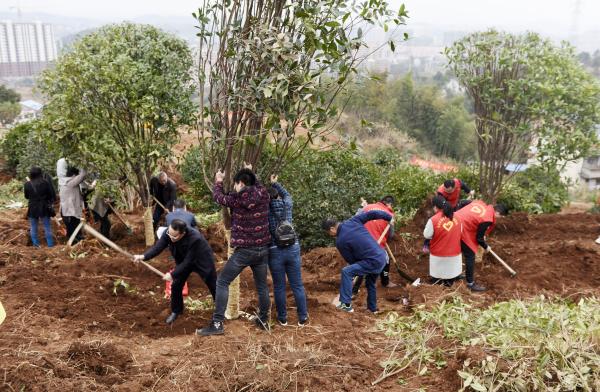 为宝庆大地再添新绿｜曹普华、鞠晓阳等市级领导义务植树