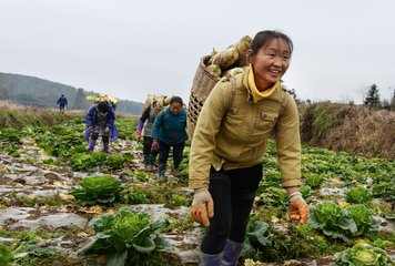 扶贫新政陆续出炉，部分地区每户2.4万元！