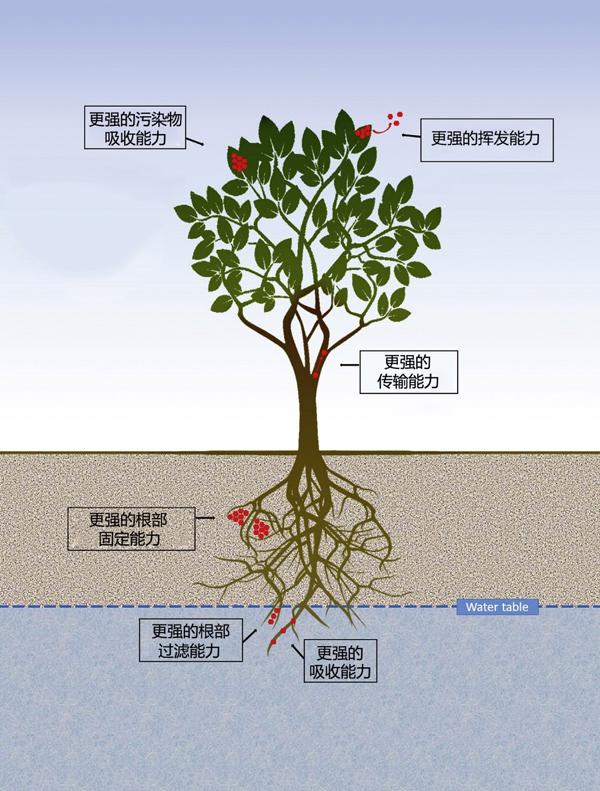 种植转基因植物会破坏生态环境吗？