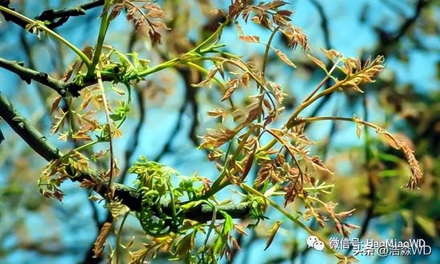 怀柔山地的植物染料——乌叶