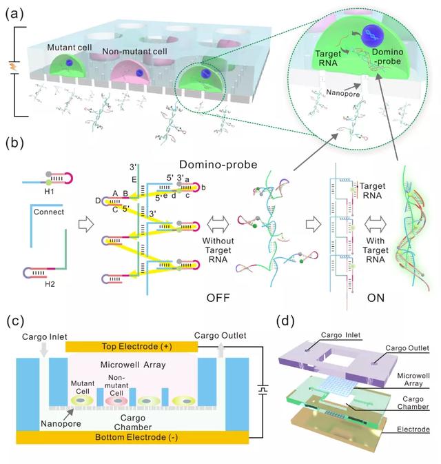 30分钟解析癌细胞基因突变！北航课题组研发新型纳米生物芯片