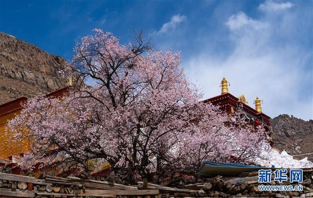 拉萨：山寺桃花始盛开