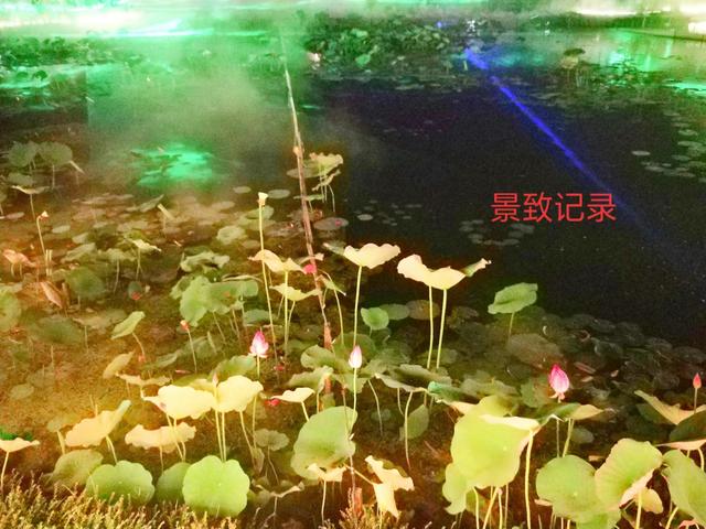 景致记录：重庆市大足区谢家湾，夜赏十里荷塘，灯光璀璨游人如织