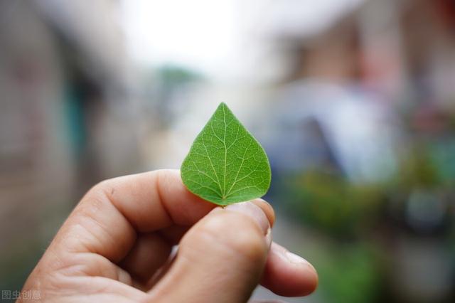 千金藤素抑制新冠病毒获发明专利，还需多久用于临床？有一个范围