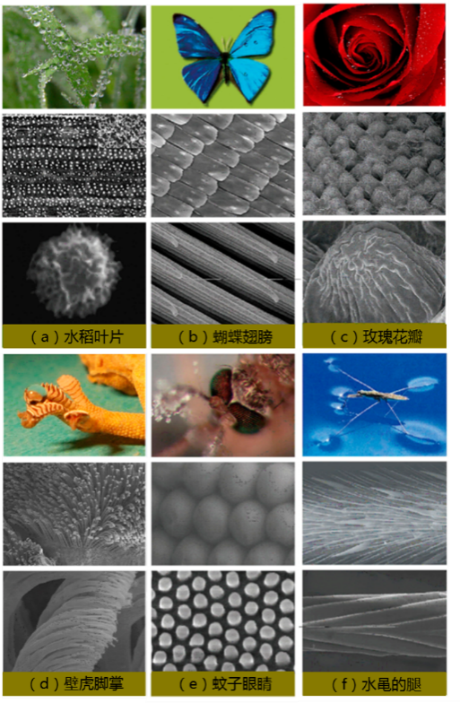 从自然到仿生：超疏水材料的前世今生