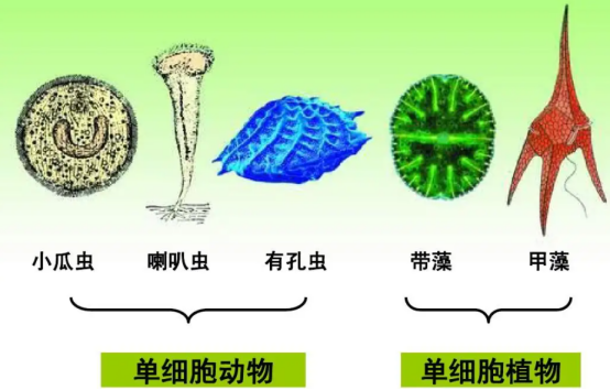 地球存在近45亿年！在人类文明出现之前，是否已经多次出现人类？