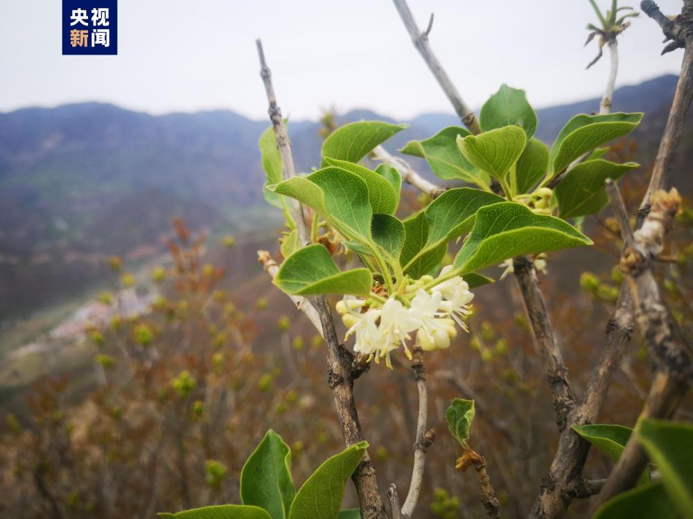 百余株规模！北京发现丁香叶忍冬最大实生群落