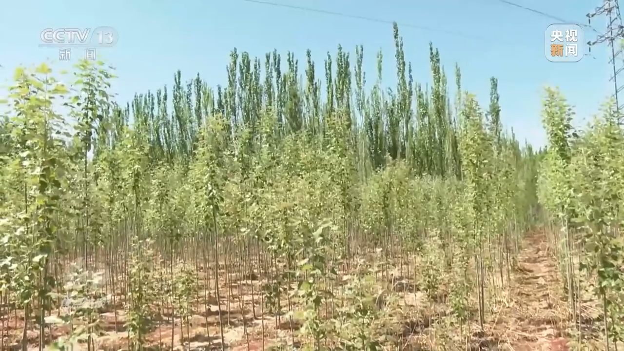 焦点访谈丨根植沙海的绿色梦